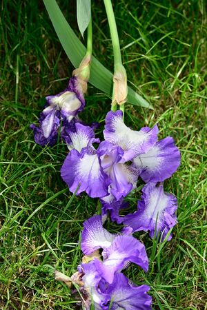 a beautiful color iris close upの写真素材