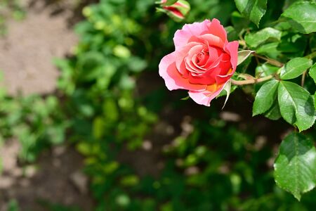 a beautiful opened color rose close upの写真素材