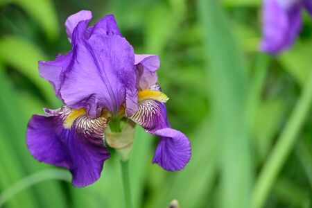 a beautiful purple iris in the sunshineの写真素材