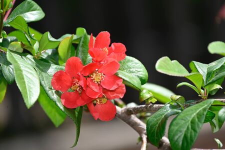 a beautiful colors tree blossomsの写真素材