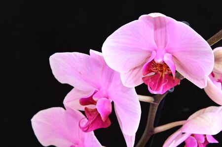 a beautiful colors orchid close upの写真素材