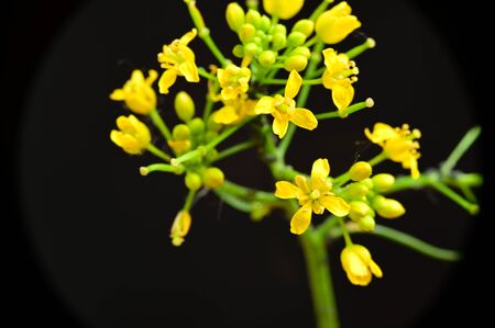 a very many yellow small flowerの写真素材