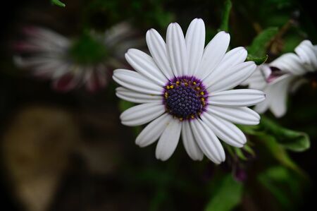 a very nice opened gardens flower close upの写真素材