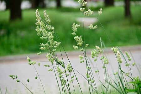 big grass on the roadside