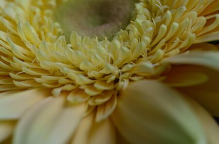 a very pretty close up photo of gerberの写真素材