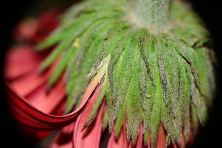 a nice gerbera from behind close upの写真素材