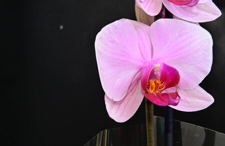a beautiful color orchid close upの写真素材