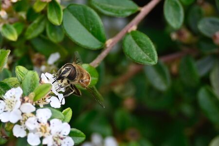 a  bee  fly on the flower in my gardenの写真素材