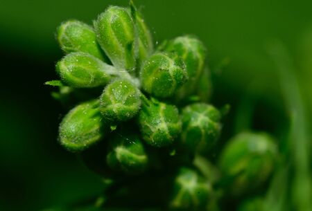very many bud flower close up in my gardenの写真素材