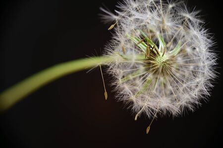a beautiful blow ball close upの写真素材