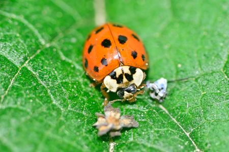 a ladybug stands on the  green leafの写真素材