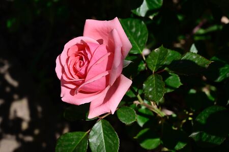 a very pretty opened rose in the sunshineの写真素材