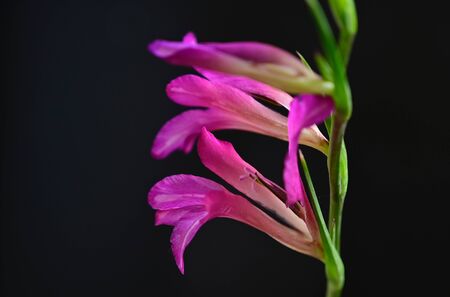 a nice colorful gardens flower close up