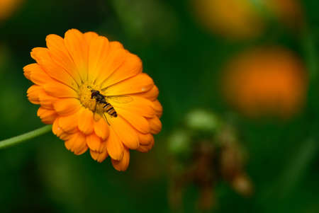 a very nice colorful summer flower in the sunshine in my garden