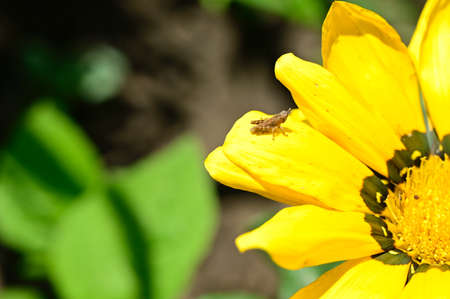 a very nice colorful summer flower in the sunshine in my gardenの写真素材