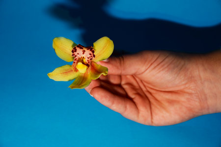 beautiful color orchid flower in the woomen handの写真素材