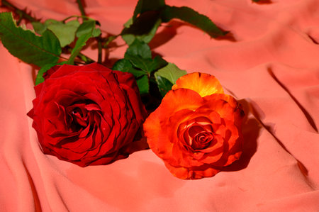 very nice colorful opened rose close upの写真素材