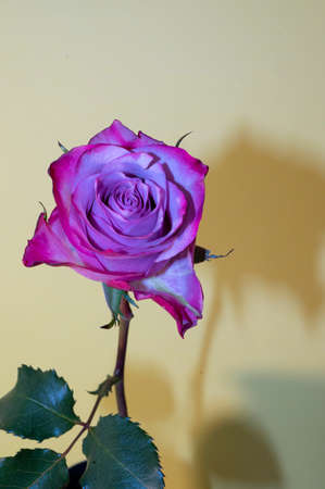 very nice colorful rose close upの写真素材