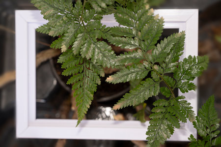 very nice green fern in the frame close upの写真素材