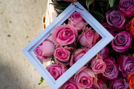 very nice colorful opened rose in the frame close upの写真素材