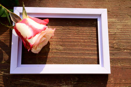 very nice colorful opened rose in the frame close upの写真素材