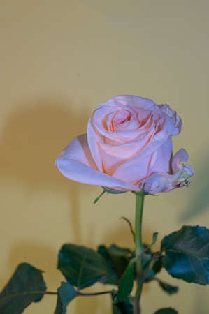 beautiful rose flower and colorful backgroundの写真素材
