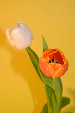 beautiful color spring flower tulip close upの写真素材