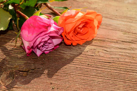 very pretty colorful opened rose flower close up