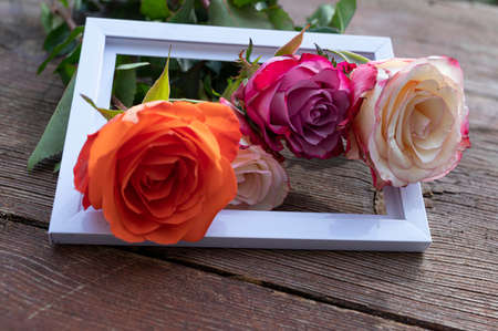 beautiful colorful flower in the frame