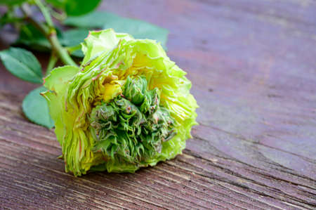 very pretty colorful opened rose flower  close upの写真素材