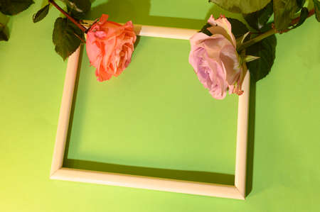 very nice colorful rose in the frame close up