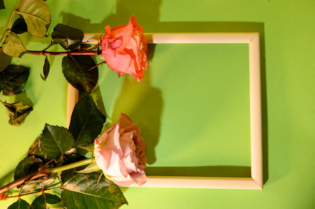 beautiful color flower tulip and rose in the frameの写真素材