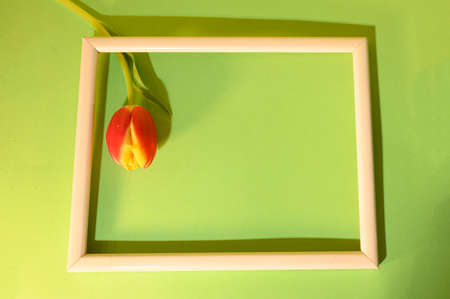 beautiful color flower tulip and rose in the frameの写真素材