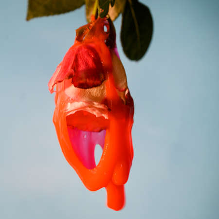 a  rose flower with dangling color slimeの写真素材