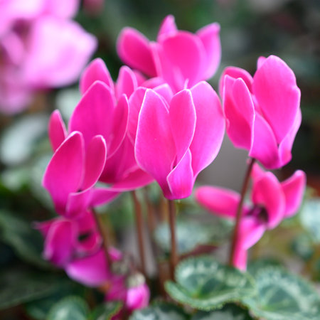 very pretty spring garden flowerの写真素材