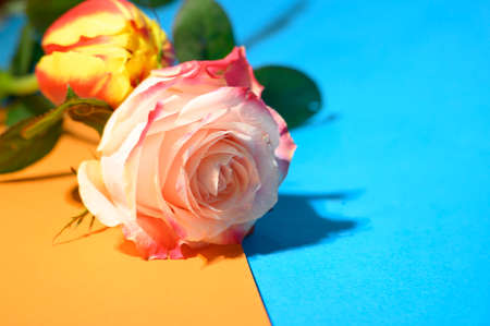 very pretty colorful rose flower and beautiful backgroundの写真素材