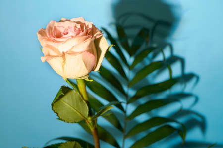 very pretty colorful rose flower and green leafの写真素材