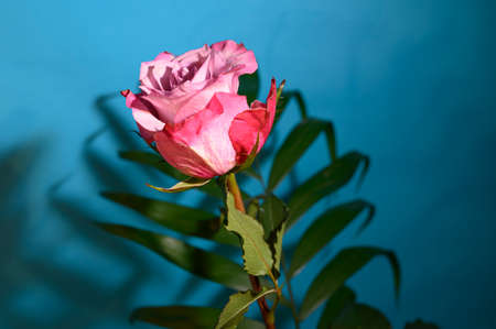 very pretty colorful rose flower close upの写真素材