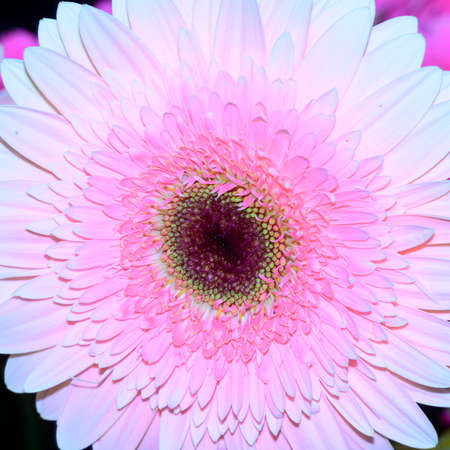 very pretty colorful gerbera flower close upの写真素材