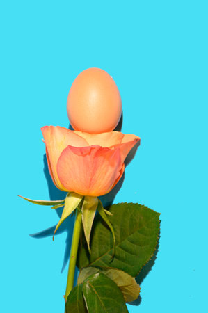 very interesanting photo flower of egg on a flower close upの写真素材