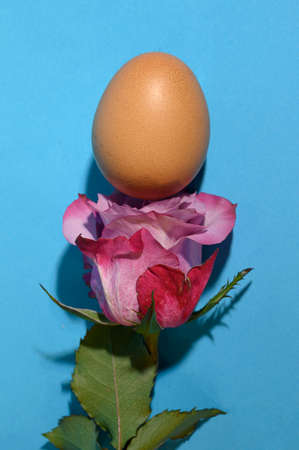 very nice colored  rose flower and eggの写真素材