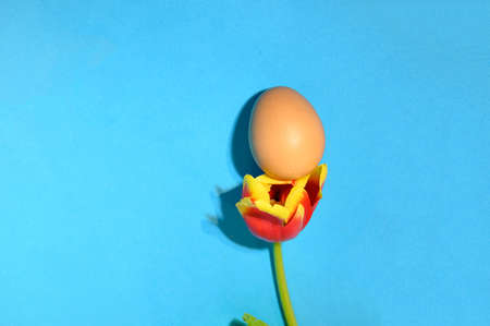 very pretty colored  spring flower tulip and egg