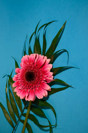 beautiful gerbera flower close up and colorful backgroundの写真素材