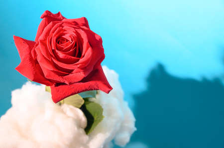 very nice rose flower on the cloud close upの写真素材