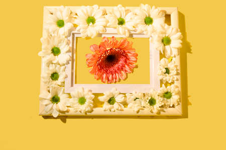 very pretty colorful gerbera flower in the flower frameの写真素材