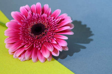 very nice flower rose,lisianthus,gerbera and colorful backgroundの写真素材