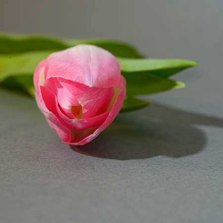 very pretty colorful spring flower tulipの写真素材