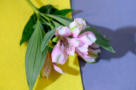 very pretty colorful flower close upの写真素材