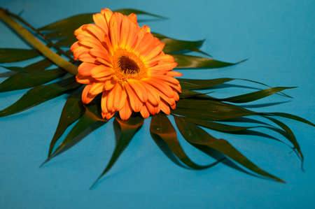 very nice colorful flower and leafの写真素材