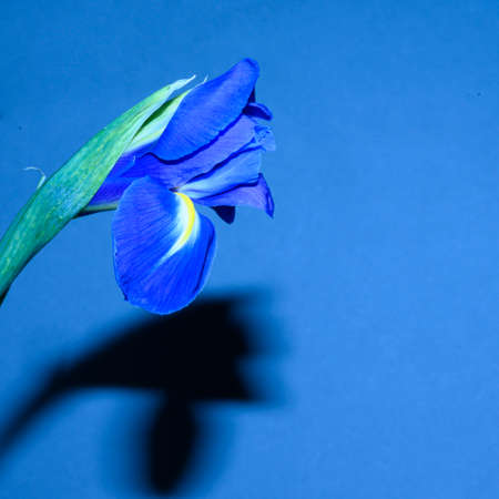 blue background and blue iris flower  close upの写真素材
